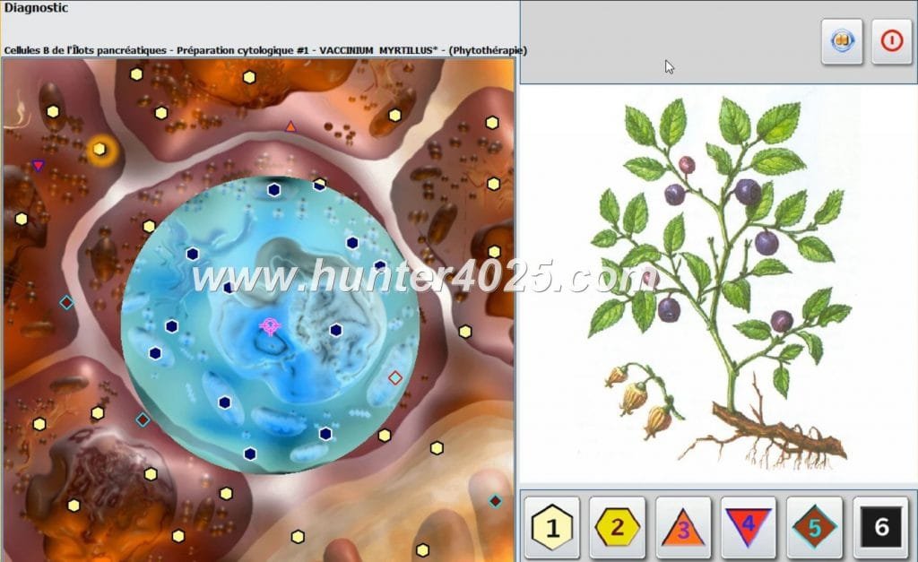 Metatron NLS Bioresonanz 13 Metatron NLS Bioresonanz